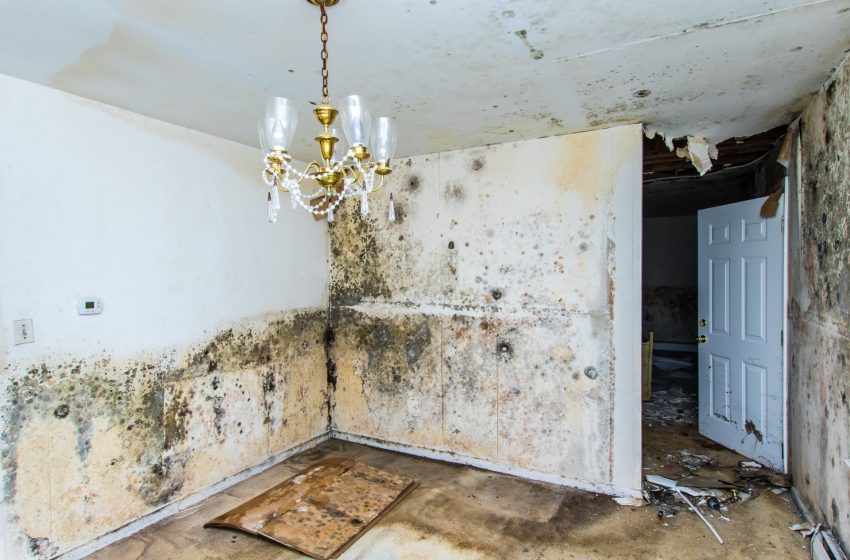  Why It’s Important to Hire a Local Water Damage Restoration Company