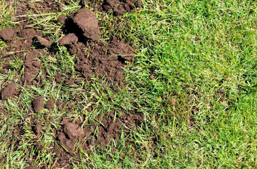  4 Steps To Fix a Lawn After Construction